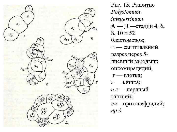 Рис. 13. Развитие Polystomum integerrimum А — Д —стадии 4. 6, 8, 10 и