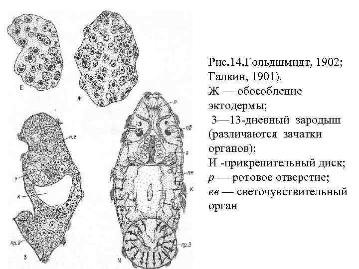 Рис. 14. Гольдшмидт, 1902; Галкин, 1901). Ж — обособление эктодермы; 3— 13 дневный зародыш