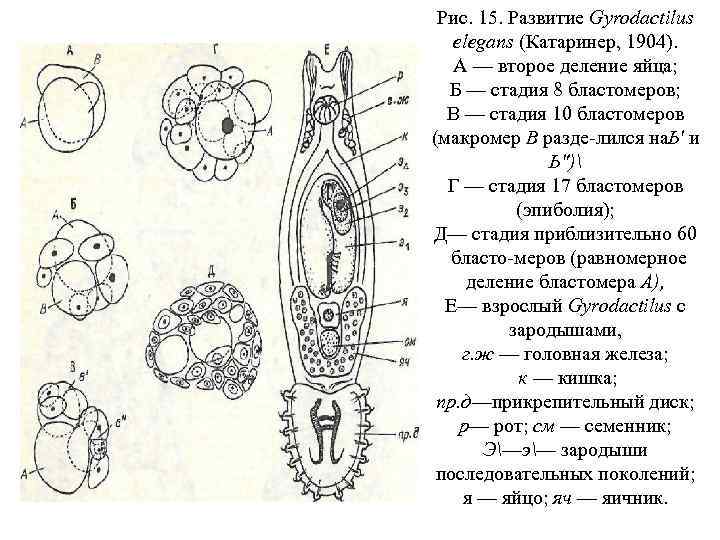 Рис. 15. Развитие Gyrodactilus elegans (Катаринер, 1904). А — второе деление яйца; Б —