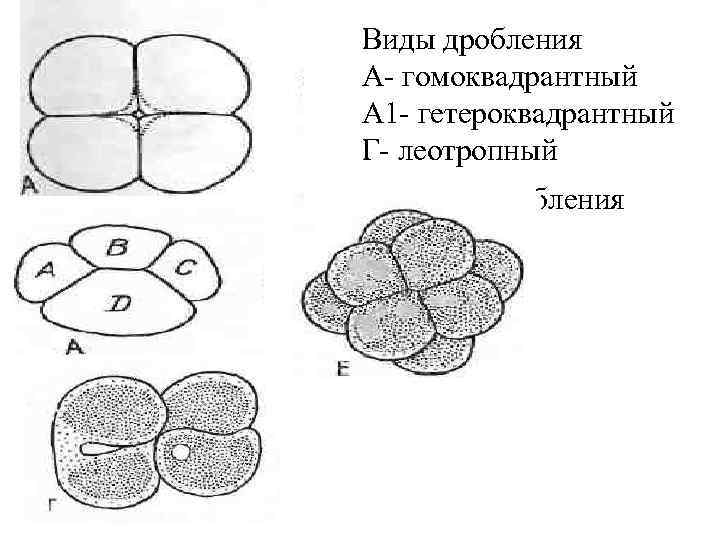 Виды дробления А гомоквадрантный А 1 гетероквадрантный Г леотропный характер дробления 
