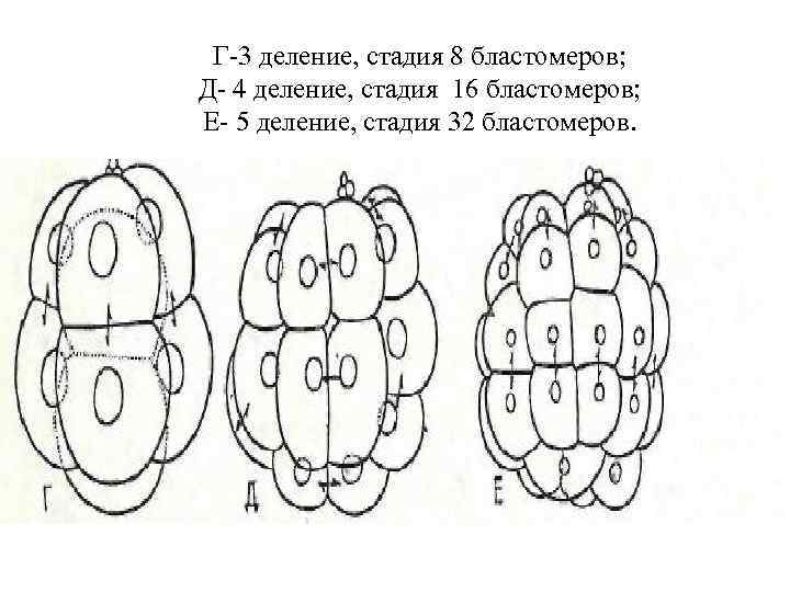 Г 3 деление, стадия 8 бластомеров; Д 4 деление, стадия 16 бластомеров; Е 5