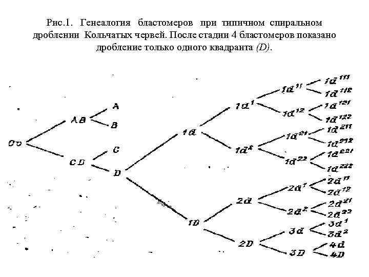 Рис. 1. Генеалогия бластомеров при типичном спиральном дроблении Кольчатых червей. После стадии 4 бластомеров
