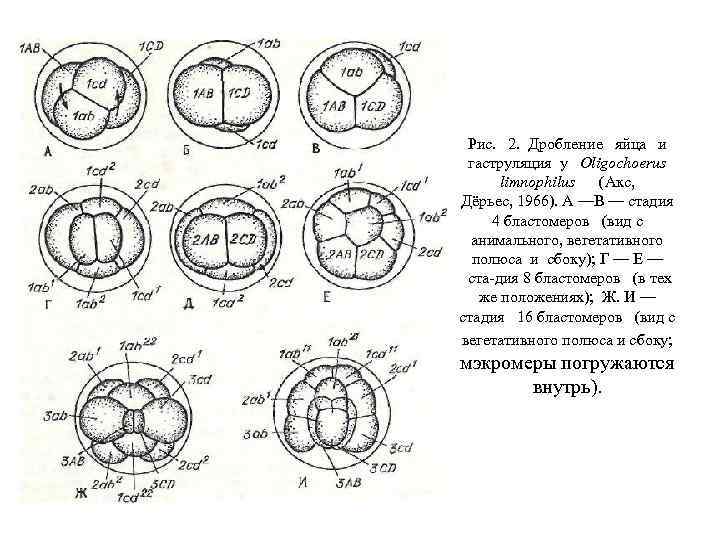 Рис. 2. Дробление яйца и гаструляция у Oligochoerus limnophilus (Акс, Дёрьес, 1966). А —В