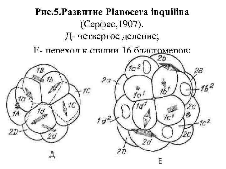Рис. 5. Развитие Planocera inquilina (Серфес, 1907). Д четвертое деление; Е переход к стадии
