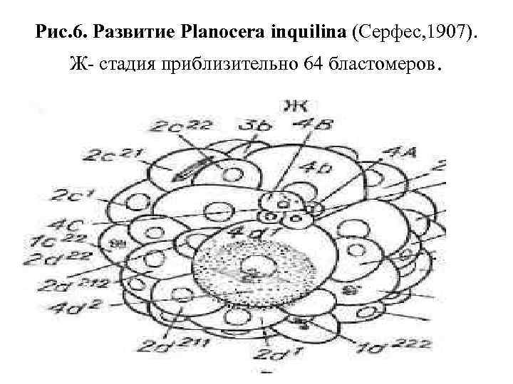 Рис. 6. Развитие Planocera inquilina (Серфес, 1907). Ж стадия приблизительно 64 бластомеров. 