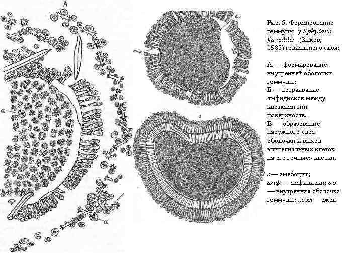 Рис. 5. Формирование геммулы у Ephydatia fluvialilis (Зыков, 1982) гелиального слоя; А — формирование