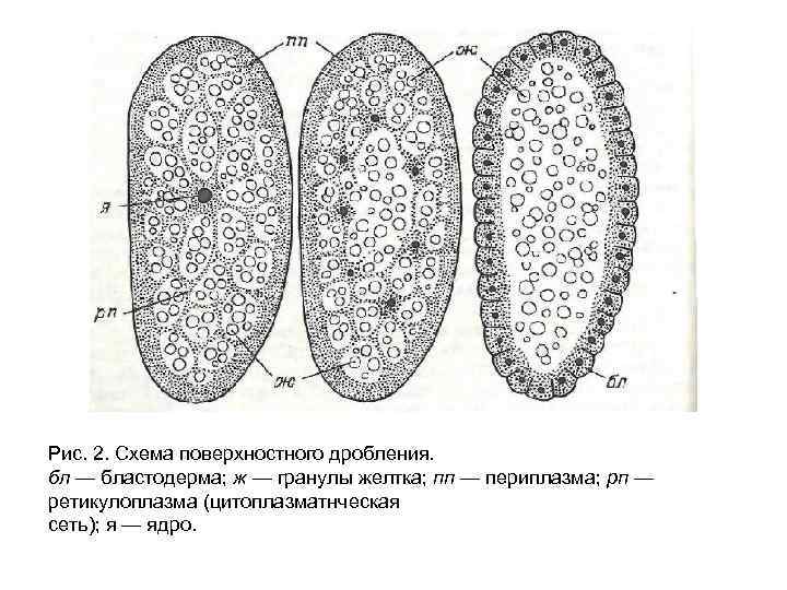 Рис. 2. Схема поверхностного дробления. бл — бластодерма; ж — гранулы желтка; пп —