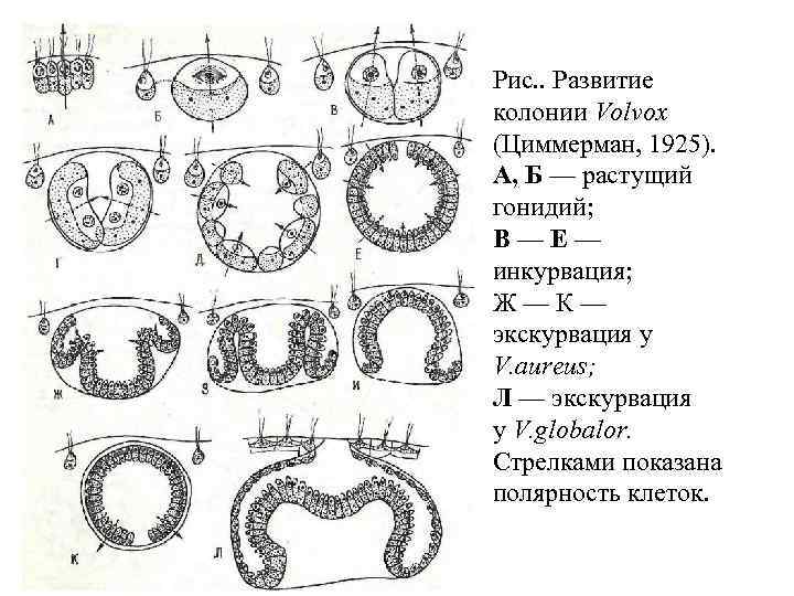 Рис. . Развитие колонии Volvox (Циммерман, 1925). А, Б — растущий гонидий; В—Е— инкурвация;