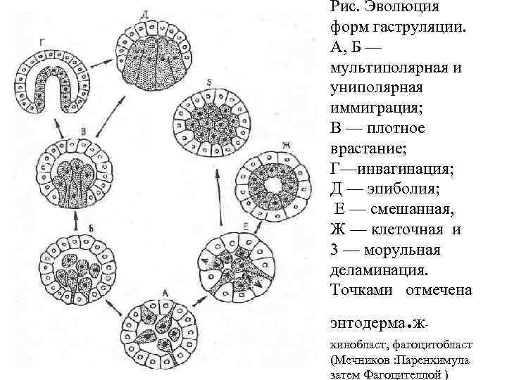 Рис. Эволюция форм гаструляции. А, Б — мультиполярная и униполярная иммиграция; В — плотное