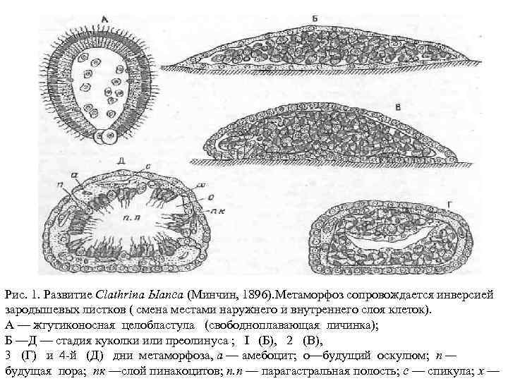 Рис. 1. Развитие Clathrina Ыапса (Минчин, 1896). Метаморфоз сопровождается инверсией зародышевых листков ( смена