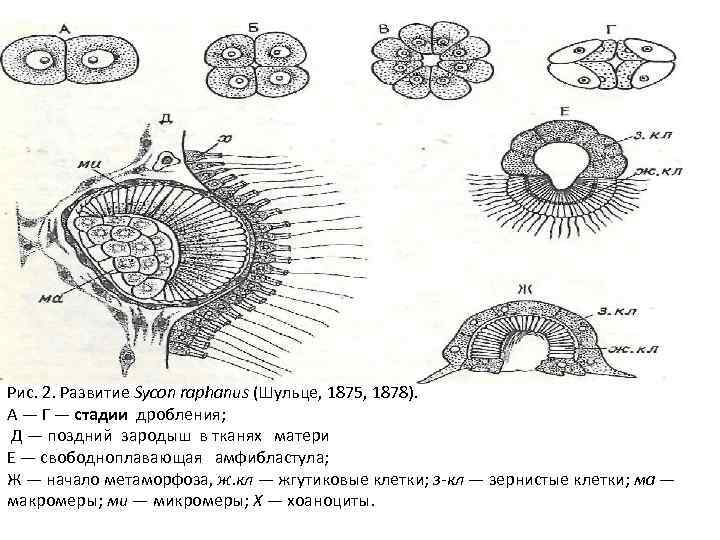 Рис. 2. Развитие Sycon raphanus (Шульце, 1875, 1878). А — Г — стадии дробления;