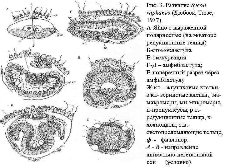 Рис. 3. Развитие Sycon raphanus (Дюбоск, Тюзе, 1937) А-Яйцо с выраженной полярностью (на экваторе