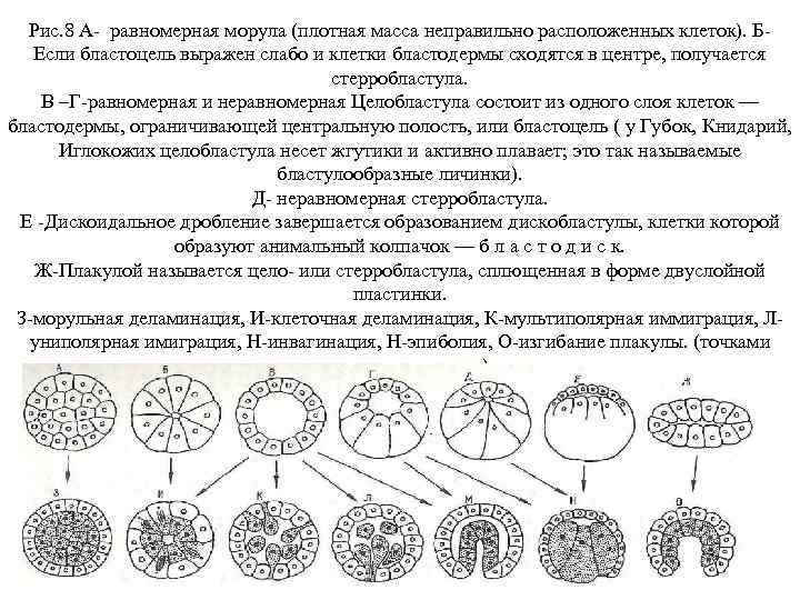 Рис. 8 А- равномерная морула (плотная масса неправильно расположенных клеток). БЕсли бластоцель выражен слабо