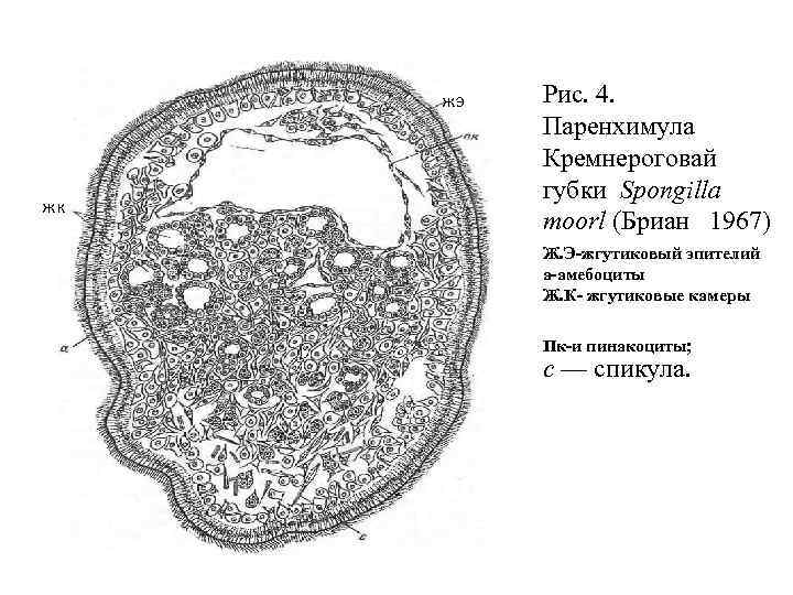 жэ жк Рис. 4. Паренхимула Кремнероговай губки Spongilla moorl (Бриан 1967) Ж. Э-жгутиковый эпителий