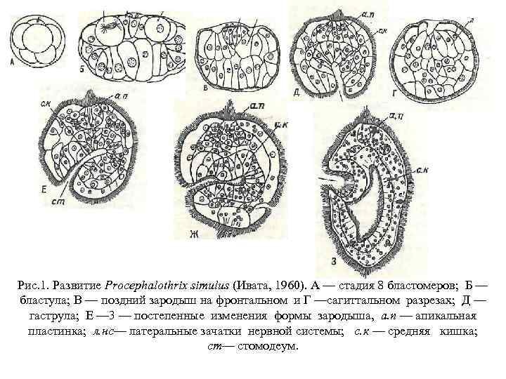 Схема первичной эмбриональной индукции