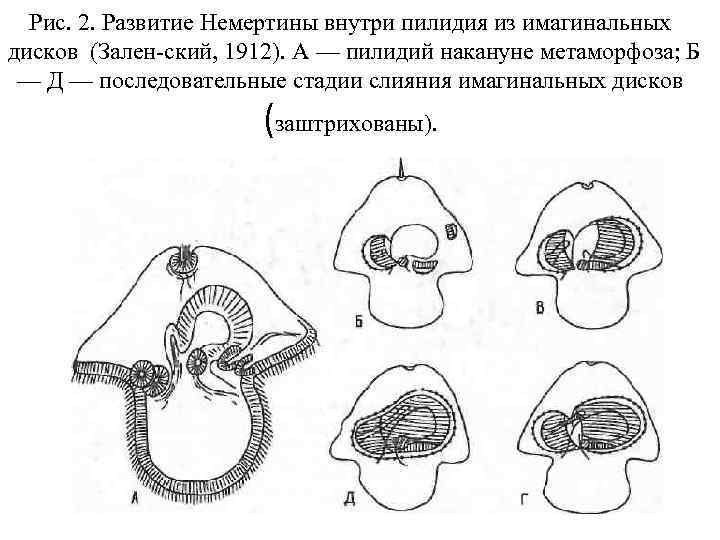 Рис. 2. Развитие Немертины внутри пилидия из имагинальных дисков (Зален ский, 1912). А —