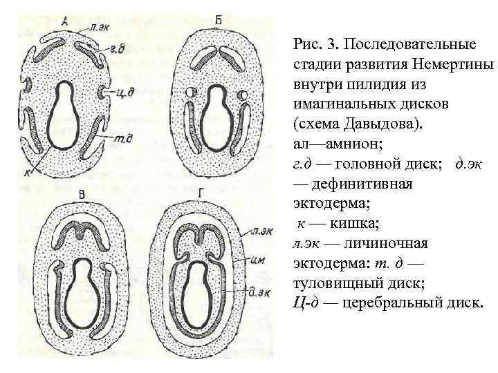 Рис. 3. Последовательные стадии развития Немертины внутри пилидия из имагинальных дисков (схема Давыдова). ал—амнион;