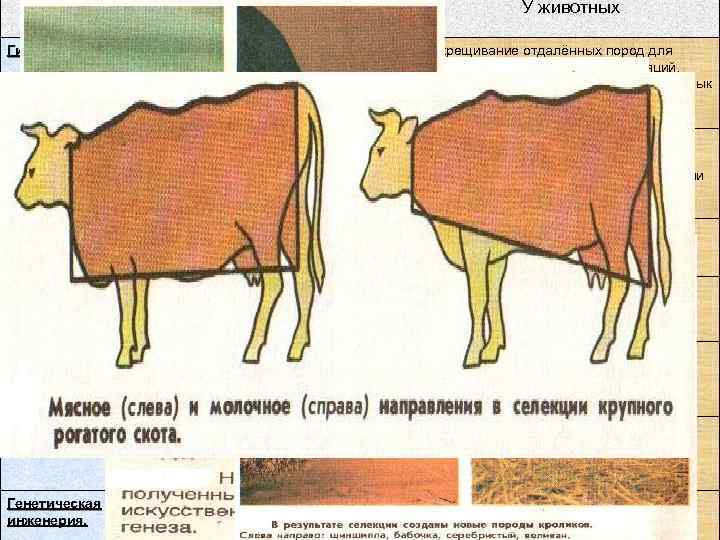 Методы Гибридизация У растений У животных Внутривидовое, межвидовое скрещивание, ведущее к гетерозису, для получения
