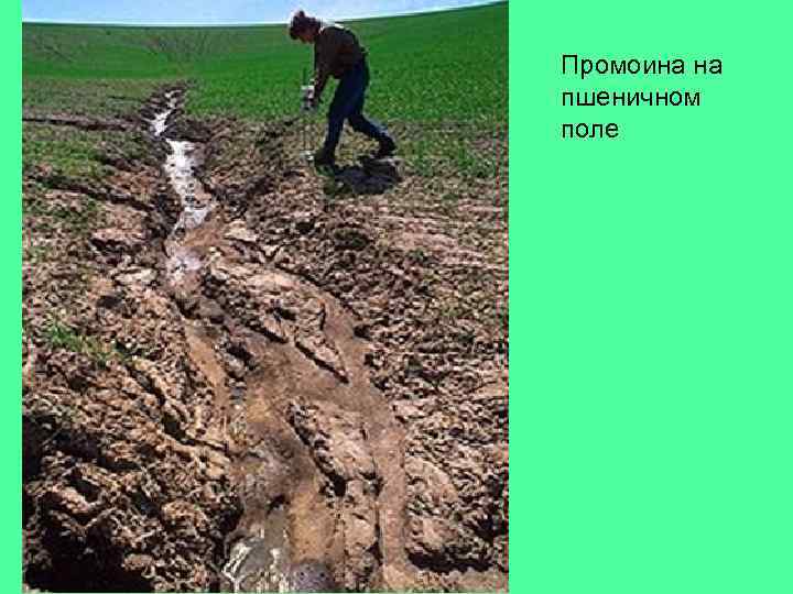 Промоина на пшеничном поле 