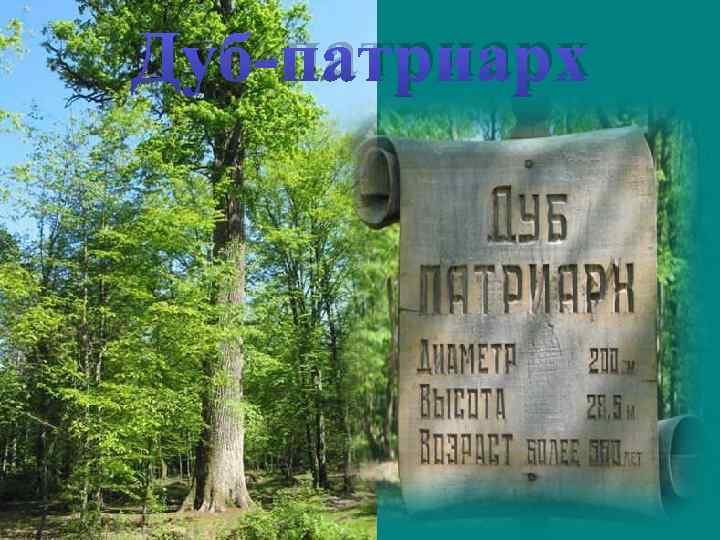 Дуб-патриарх 