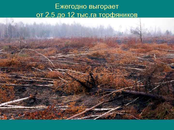 Ежегодно выгорает от 2, 5 до 12 тыс. га торфяников 