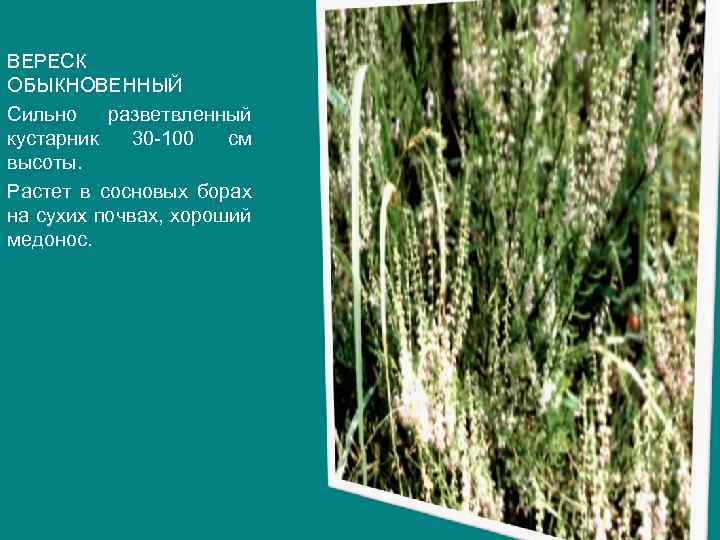 ВЕРЕСК ОБЫКНОВЕННЫЙ Сильно разветвленный кустарник 30 -100 см высоты. Растет в сосновых борах на