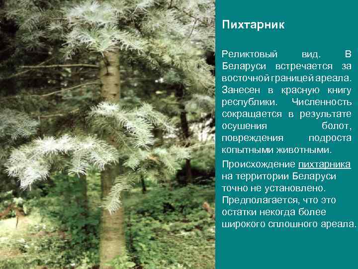 ПИ Пихтарник. ХТА Реликтовый вид. В Беларуси встречается за восточной границей ареала. Занесен в