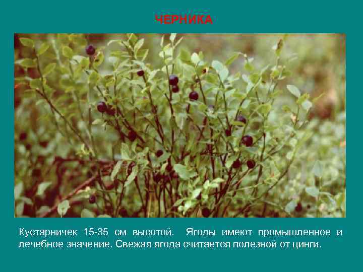 ЧЕРНИКА Кустарничек 15 -35 см высотой. Ягоды имеют промышленное и лечебное значение. Свежая ягода