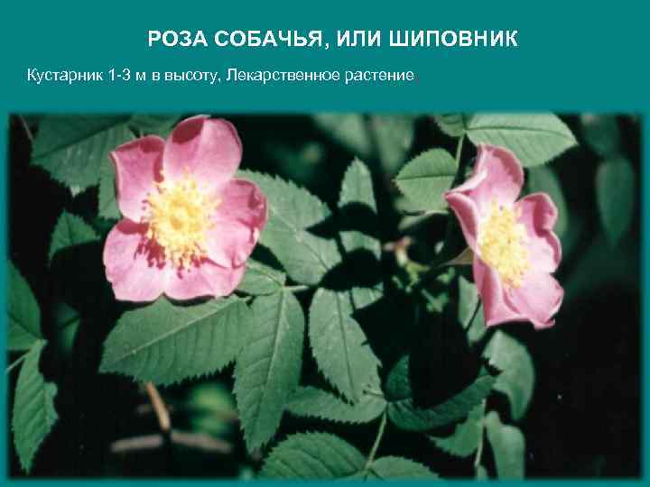 РОЗА СОБАЧЬЯ, ИЛИ ШИПОВНИК Кустарник 1 -3 м в высоту, Лекарственное растение. 