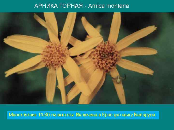 АРНИКА ГОРНАЯ - Arnica montana Многолетник 15 -80 см высоты. Включена в Красную книгу