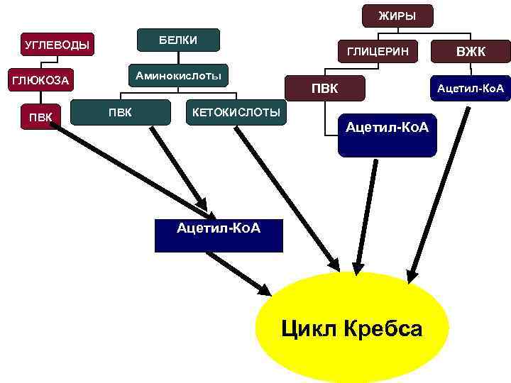 ЖИРЫ БЕЛКИ УГЛЕВОДЫ Аминокислоты ГЛЮКОЗА ПВК ГЛИЦЕРИН ПВК ВЖК Ацетил-Ко. А КЕТОКИСЛОТЫ Ацетил-Ко. А