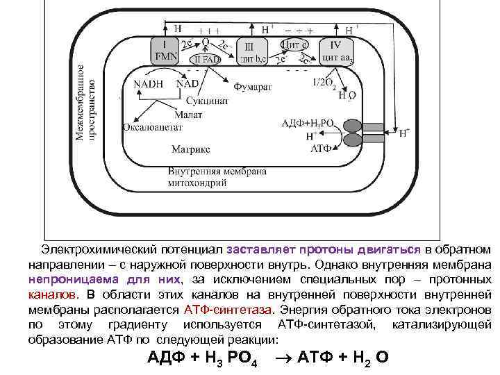 Электрохимический потенциал заставляет протоны двигаться в обратном направлении – с наружной поверхности внутрь. Однако