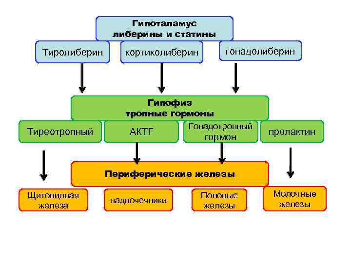 Гипоталамус либерины и статины Тиролиберин Тиреотропный кортиколиберин гонадолиберин Гипофиз тропные гормоны Гонадотропный АКТГ гормон