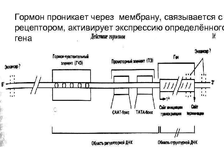 Гормон проникает через мембрану, связывается с рецептором, активирует экспрессию определённого гена 