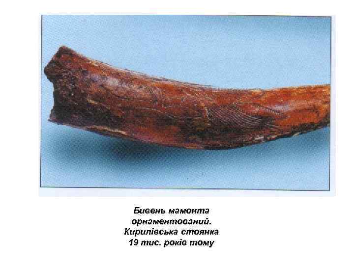 Бивень мамонта орнаментований. Кирилівська стоянка 19 тис. років тому 