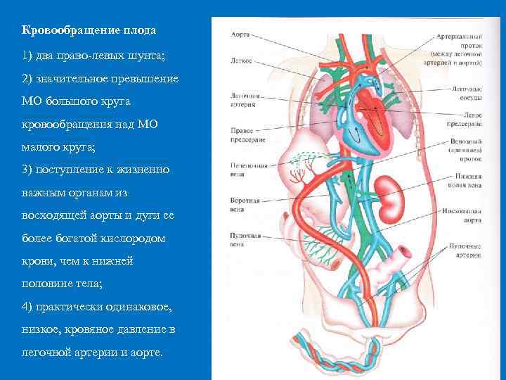 Кровообращение плода