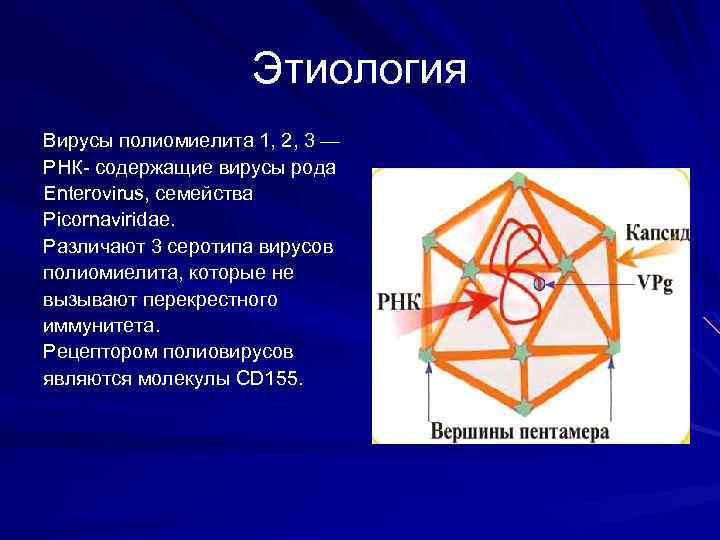 Этиология Вирусы полиомиелита 1, 2, 3 — РНК- содержащие вирусы рода Enterovirus, семейства Picornaviridae.