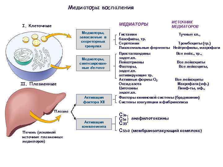 Медиаторы воспаления МЕДИАТОРЫ I. Клеточные Медиаторы, запасаемые в секреторных гранулах Медиаторы, синтезированные de novo