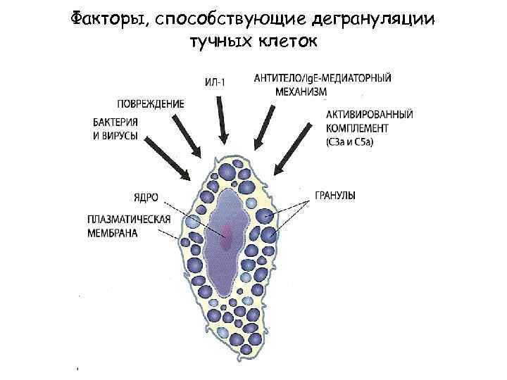 Факторы, способствующие дегрануляции тучных клеток 