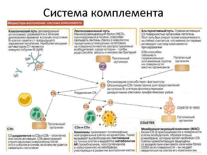 Система комплемента 