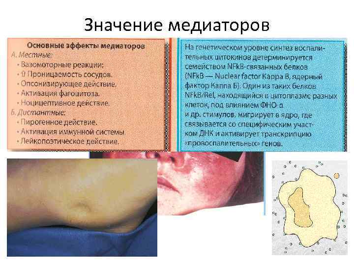 Значение медиаторов 