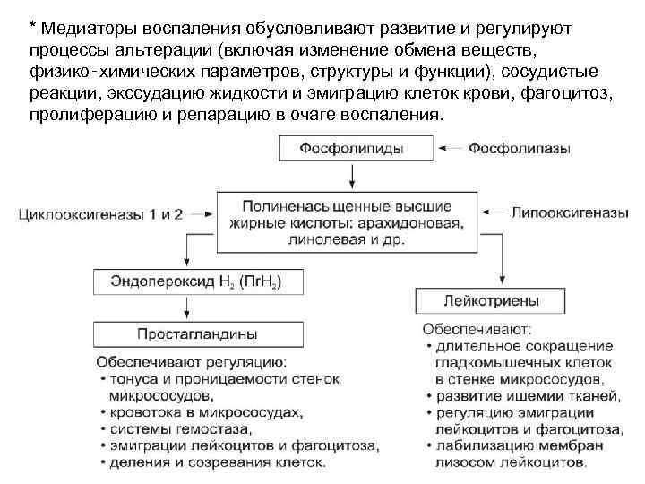 * Медиаторы воспаления обусловливают развитие и регулируют процессы альтерации (включая изменение обмена веществ, физико‑химических