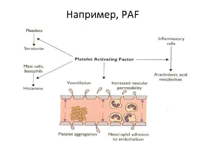 Например, PAF 