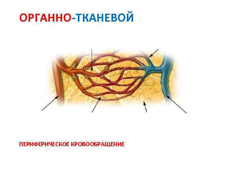 ОРГАННО-ТКАНЕВОЙ КРОВОТОК артериола артерия венула вена капилляр Клетки ткани Чем больше артериовенозная разность давлений,