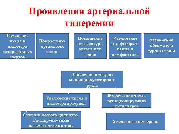 Проявления артериальной гиперемии Изменение числа и диаметра артериальных сосудов Покраснение органа или ткани Повышение