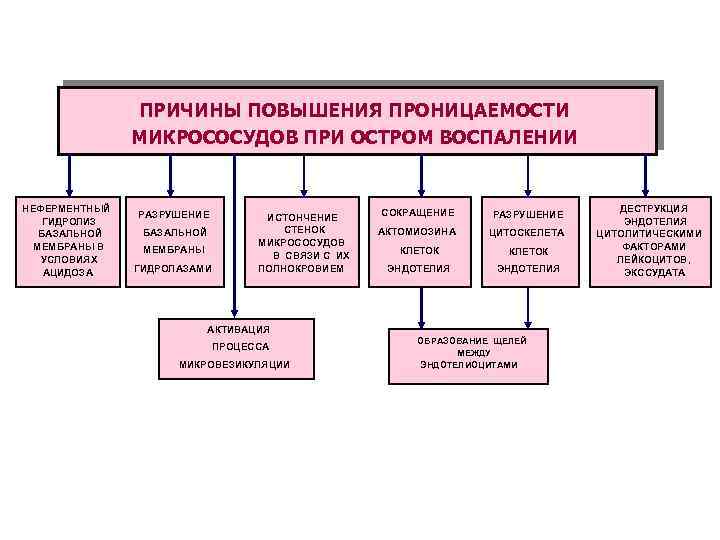 ПРИЧИНЫ ПОВЫШЕНИЯ ПРОНИЦАЕМОСТИ СТЕНОК МИКРОСОСУДОВ ПРИ ОСТРОМ ВОСПАЛЕНИИ НЕФЕРМЕНТНЫЙ ГИДРОЛИЗ БАЗАЛЬНОЙ МЕМБРАНЫ В УСЛОВИЯХ