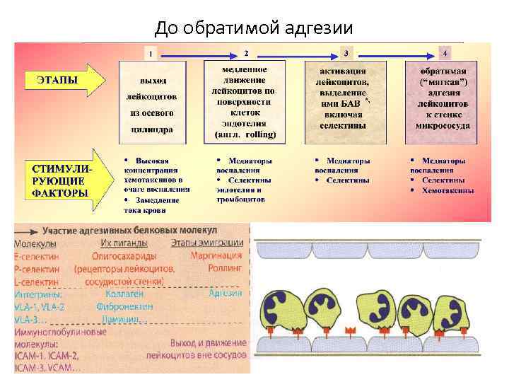 До обратимой адгезии 
