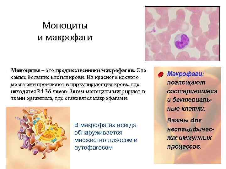 Моноциты и макрофаги В макрофагах всегда обнаруживается множество лизосом и аутофагосом 