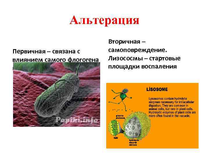 Альтерация Первичная – связана с влиянием самого флогогена на структуру клетки Вторичная – самоповреждение.