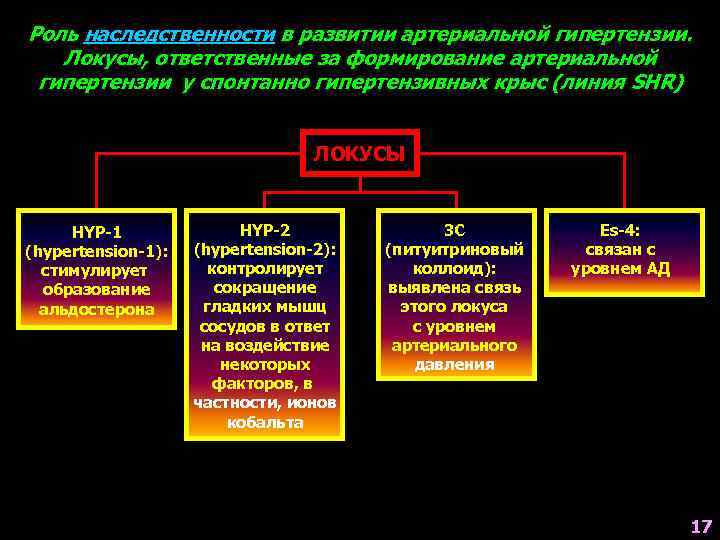 Роль наследственности в развитии артериальной гипертензии. Локусы, ответственные за формирование артериальной гипертензии у спонтанно